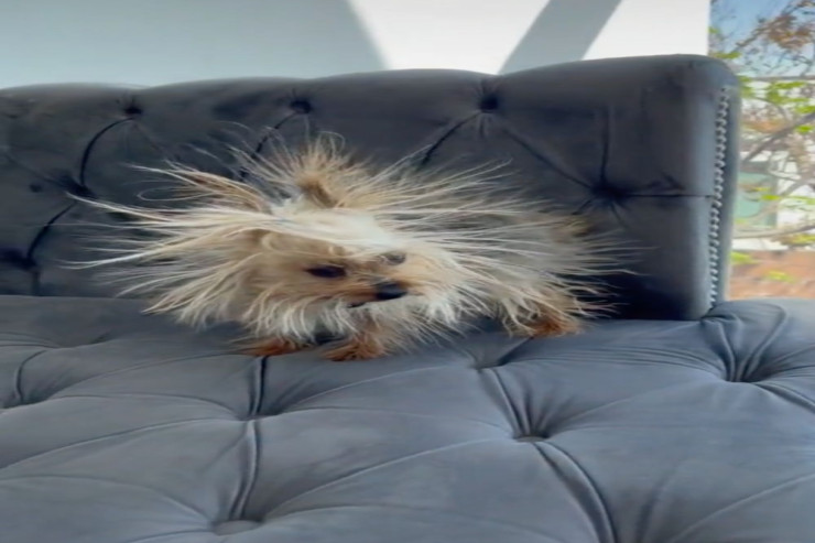 Elektriklənmiş it sosial şəbəkə fenomeni oldu