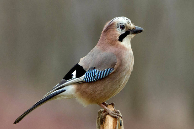 Bu insanlar quşları yamsılayır