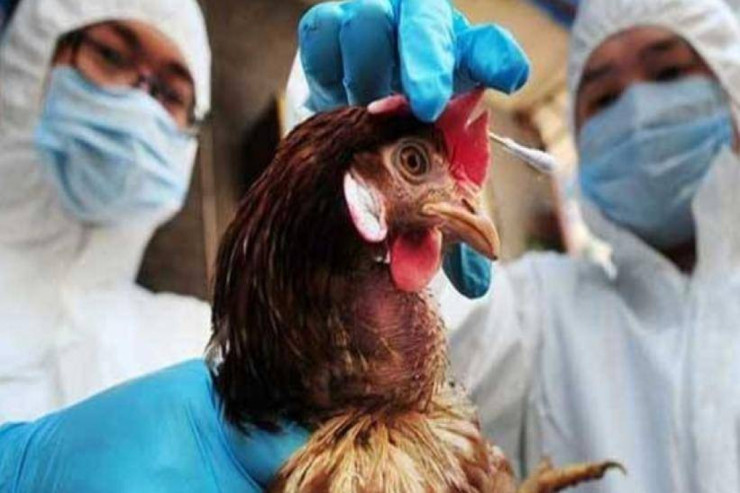 Quş qripi Şimal qütbünə  də gedib çıxdı