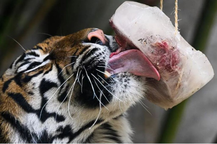 Balıqlı və ətli dondurma