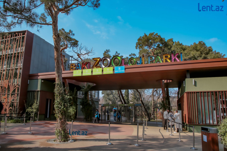 “Halsız Aslan”, 15 kilo ət yeyənlər , 7 manata salat və... – Yeni Zooparkdan REPORTAJ 