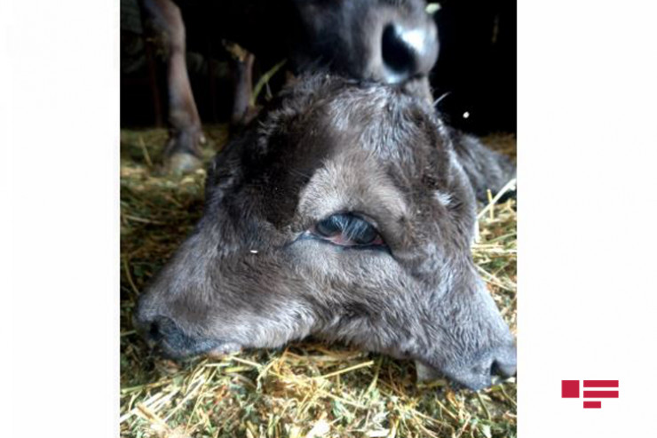 Azərbaycanda İKİBAŞLI BUZOV  doğuldu - FOTO 