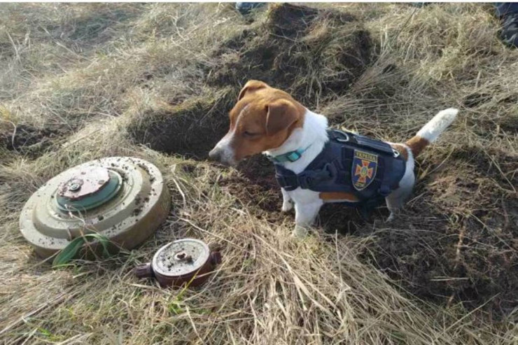 Cizgi filmi deyil, həqiqətdir:  Ukraynada “Patron” qəhrəmana çevrildi