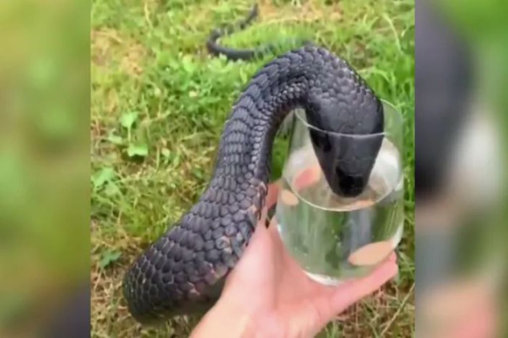 Kobra stəkandan su içir