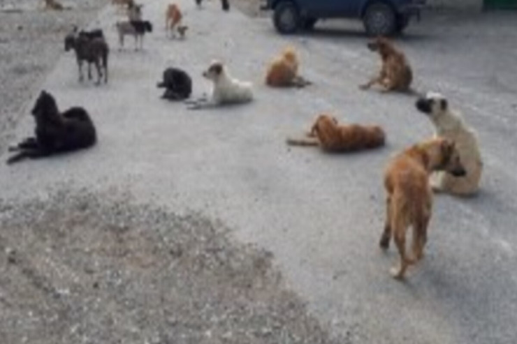 “İt ölümü” üzərində siyasi kampaniya quran Qərb MƏRKƏZLƏRİ 