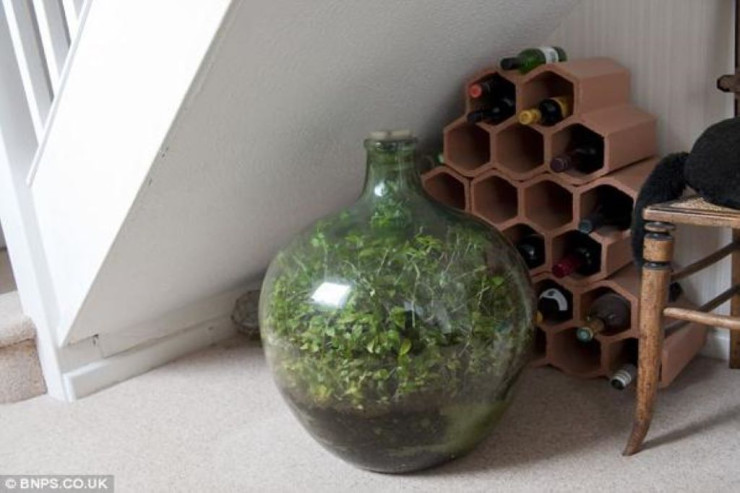 Bu bitki 60 ildir niyə solmur? - SİRRİ AÇILDI 