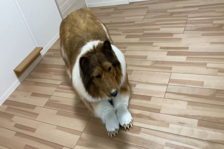  Kişi heyvan olmağı arzuladı:   14 min dollar xərclədi və... -  VİDEO 