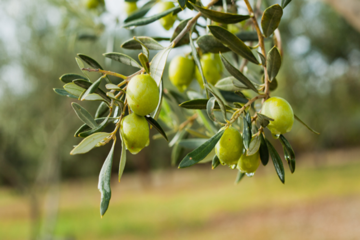 "Azərsun Holdinq" yerli zeytun qəbuluna start verdi® 