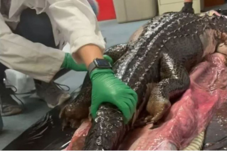 İlanın qarnından 2 metrlik timsah   çıxdı -VİDEO 