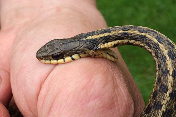 Azərbaycanda 76 nəfəri İLAN SANCDI 