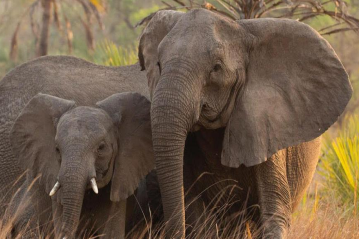 Fil balasını öldürdülər: 44 fil  qisas almağa gəldi 