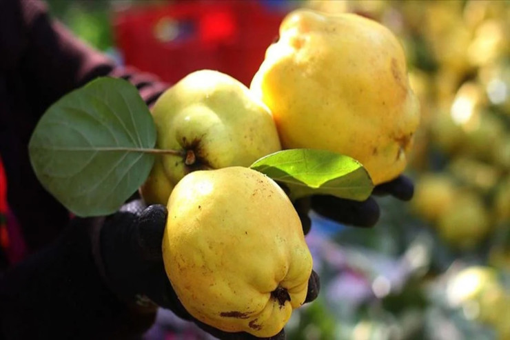 Yuxuda heyva   görmək nə vəd edir?