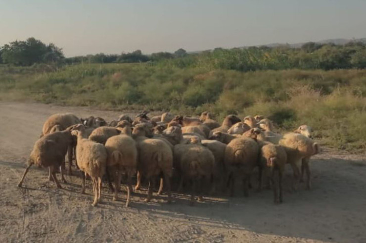 Yevlaxda heyvan oğruları ələ keçdi: 51 000 manata yaxın...  - FOTO
