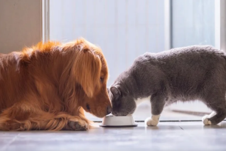 Pişiklərə  it yemi   vermək olarmı? Bu səhvi çoxları edir
