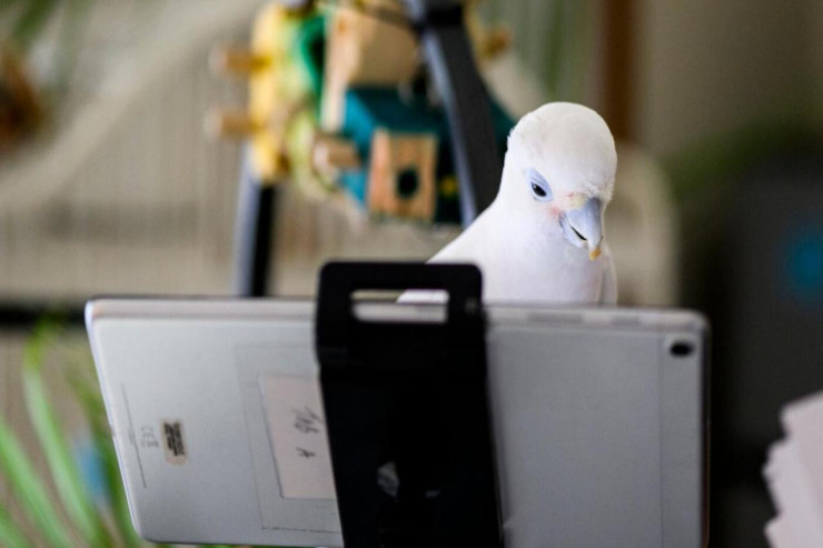 Tutuquşular videozənglə   danışdı