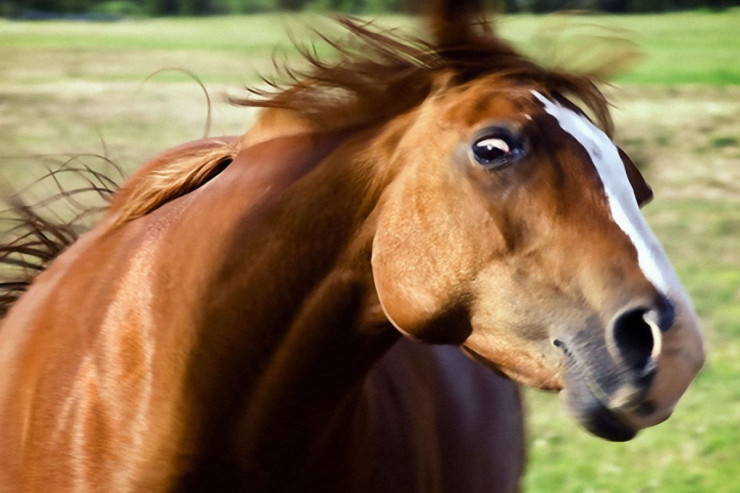 At güzgüyə baxdıqda reaksiyası belə oldu-VİDEO 