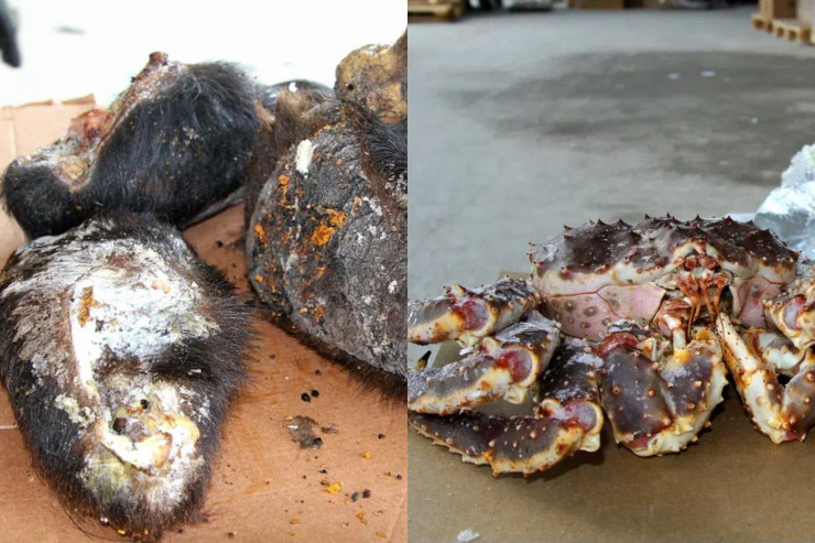 Dubaya dostunun toyuna  ayı pəncəsi aparan   tutuldu