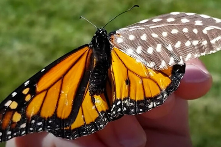  Bu da oldu   - Kəpənəyə qanad köçürdülər