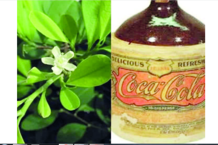 Koka ağacı və “Coca-Cola”