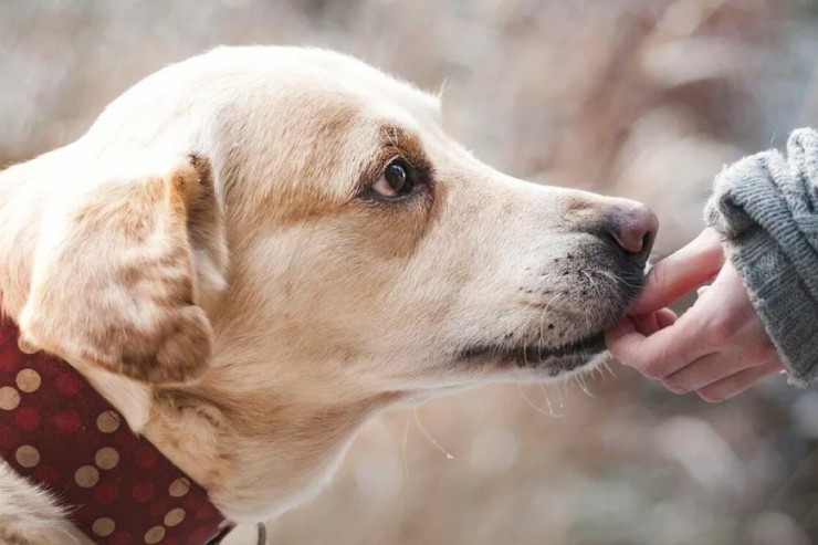 Bu dərman   itlərin ömrünü    uzada biləcək