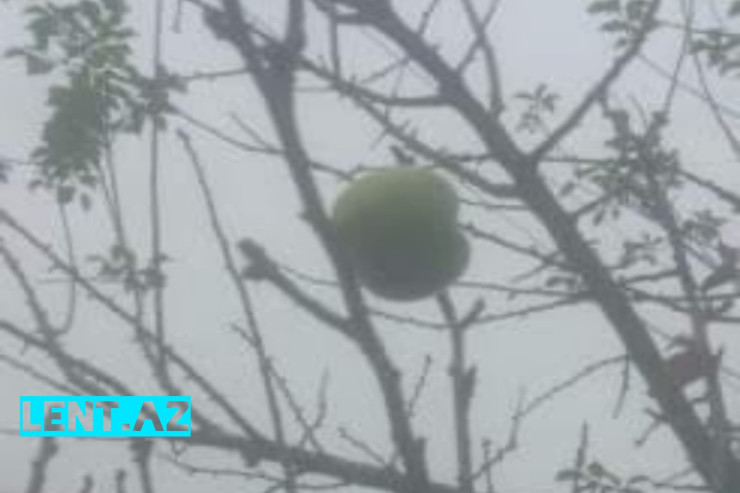 Zaqatalada alça ağacı ikinci dəfə bar verdi - VİDEO 