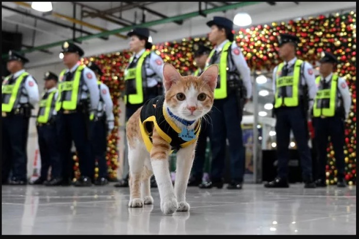 Pişiklər iş başında  – Onlar hansı vəzifədədirlər?