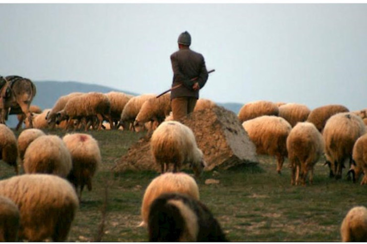 Çoban həmkarını öldürdü