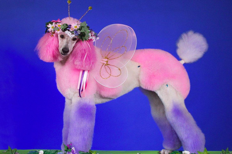 İtlər üçün xüsusi saç düzümləri 