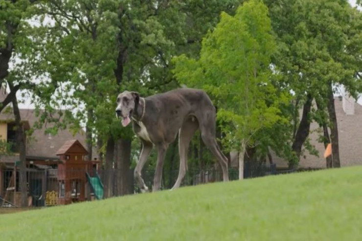 Bu da dünyanın ən böyük iti-FOTO 