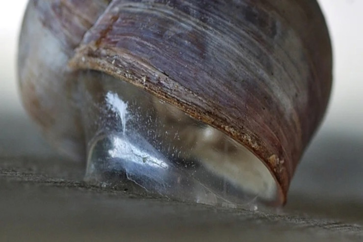 İlbizlərdə olan yara sağaldıcı YAPIŞQAN TAPILIB 