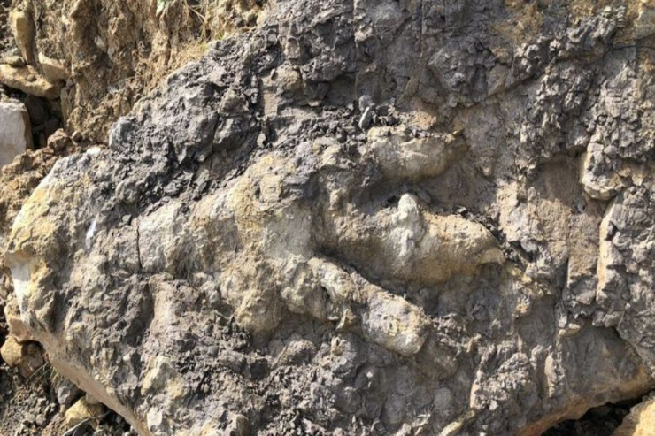 Dinozavrlara aid ən böyük  ayaq izi tapıldı