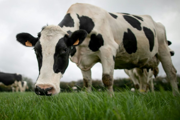 İnək həbs edildi – MARAQLI SƏBƏB 