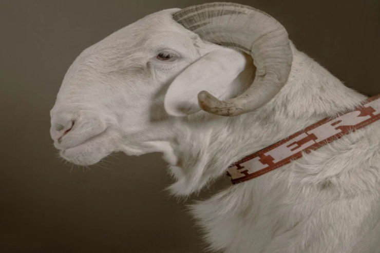 Dünyanın ƏN BAHALI qoyunları: Birini  mənzil və ya maşınla  dəyişmək olar