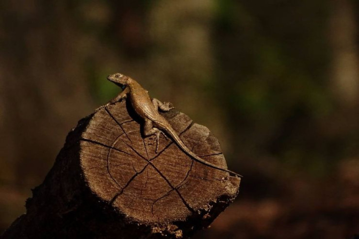 Zorlamada ittiham olunan kişi  kərtənkələ uddu 