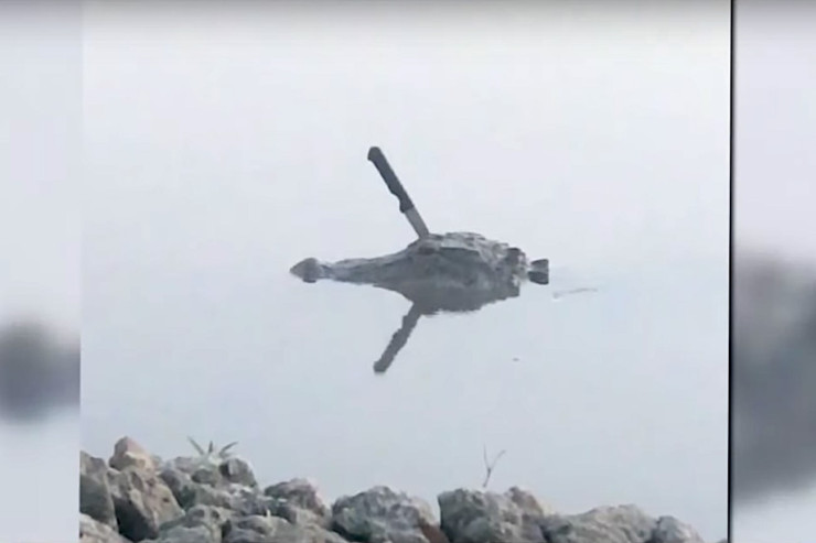 Başında bıçaqla yaşayan timsah-FOTO 