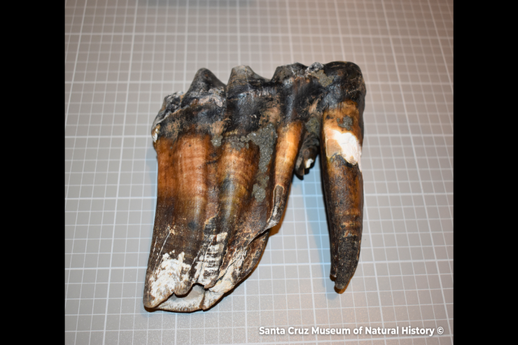 Kişi təsadüfən çimərlikdə nadir tapıntıya  rast gəldi