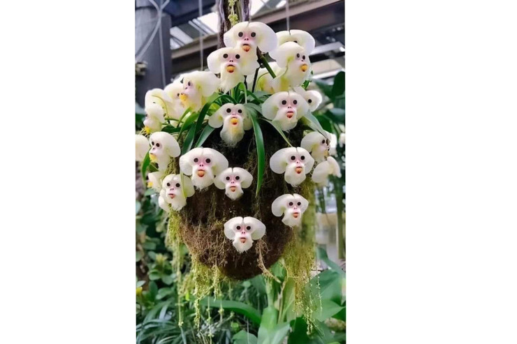 Bu da meymun gülü-FOTO 