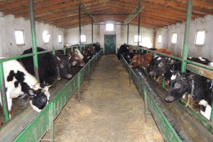 Kürdəmirdə tövlədən külli miqdarda narkotik  tapıldı - Gecəyarı ƏMƏLİYYATI