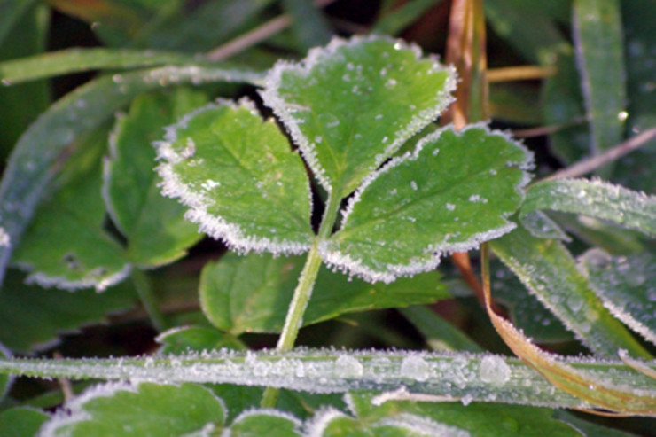 Yayda  şaxtalı hava   XƏBƏRDARLIĞI