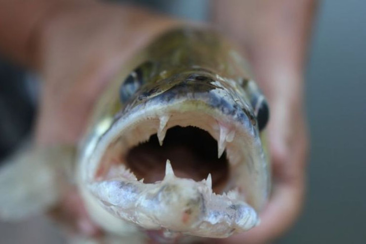 Dəniz sahilində  insanları dişləyən   balıq peyda oldu