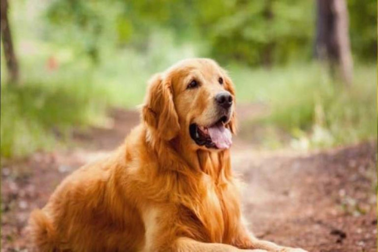 Sürüşməyi sevən itlər-VİDEO 