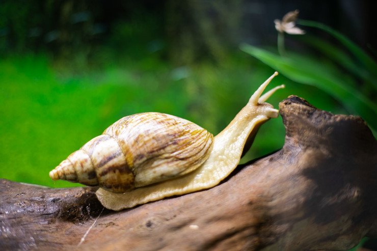 İlbiz maneədən belə keçir-VİDEO 