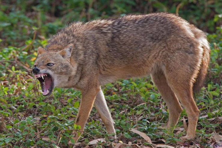 Ucarda çaqqallar kəndə  HÜCUM ETDİ  - 20 qoyun parçaladılar