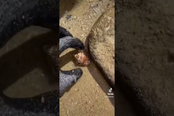 Bu heyvan  700-ə qədər insanı   öldürməyə qadirdir - VİDEO 