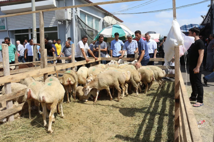 Bakıda qurbanlıqlar bu ünvanlarda  satılacaq və kəsiləcək   - SİYAHI