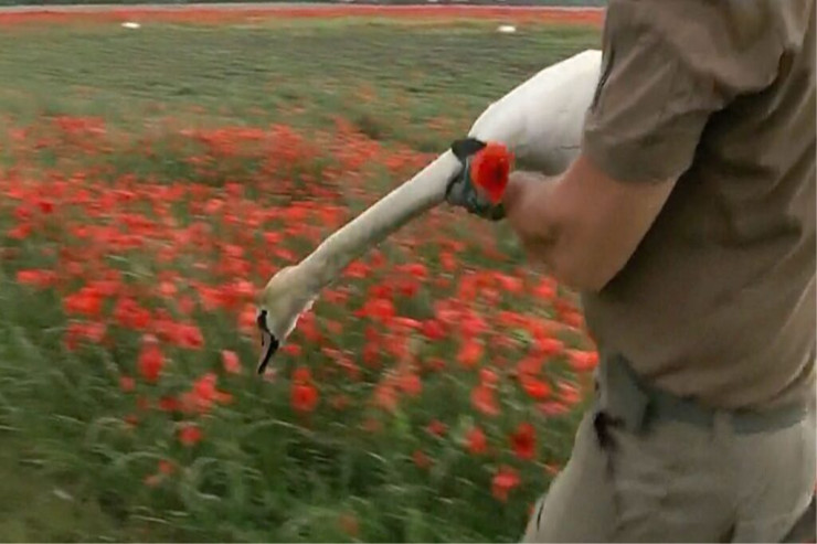 Xaşxaş plantasiyasına girən qu quşları... 