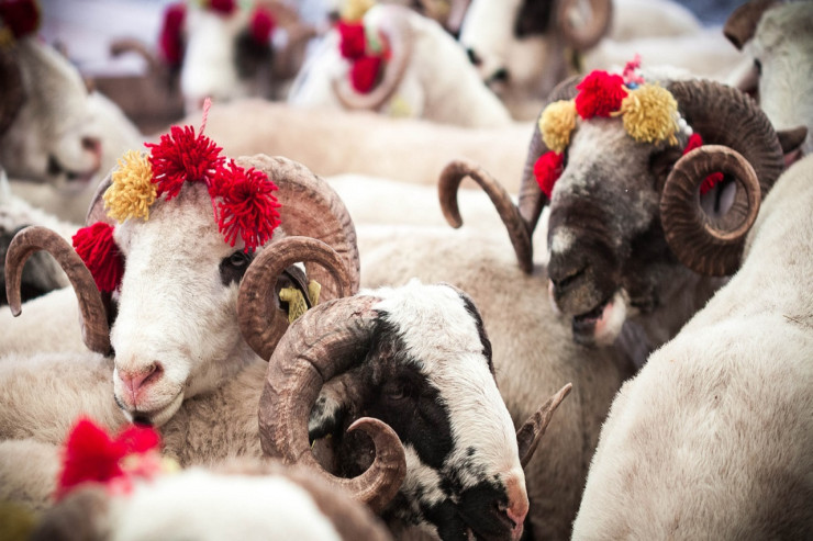 Qurbanlıq heyvanların kəsimi və satışına necə nəzarət olunacaq?