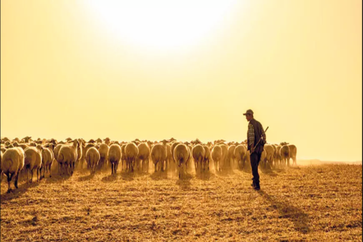 1500 manata  çoban   tapılmır