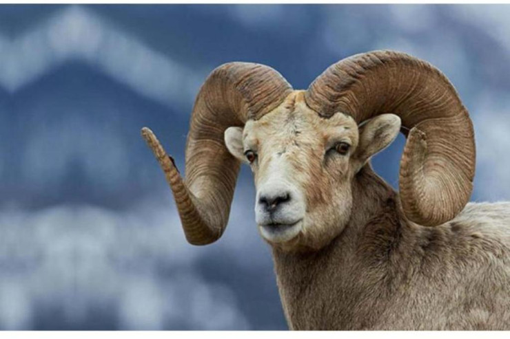 Əlində qoç başı ilə  kilsəyə girdi