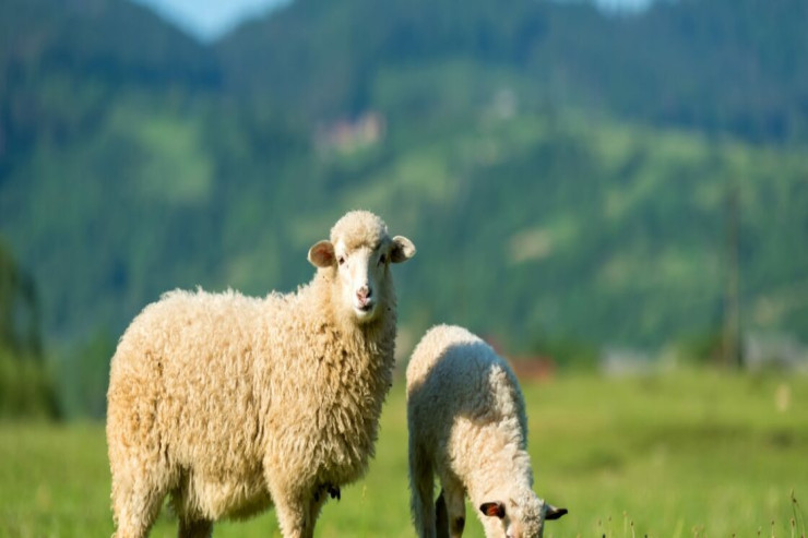 Qoyunlar ekologiyanı korlayır?